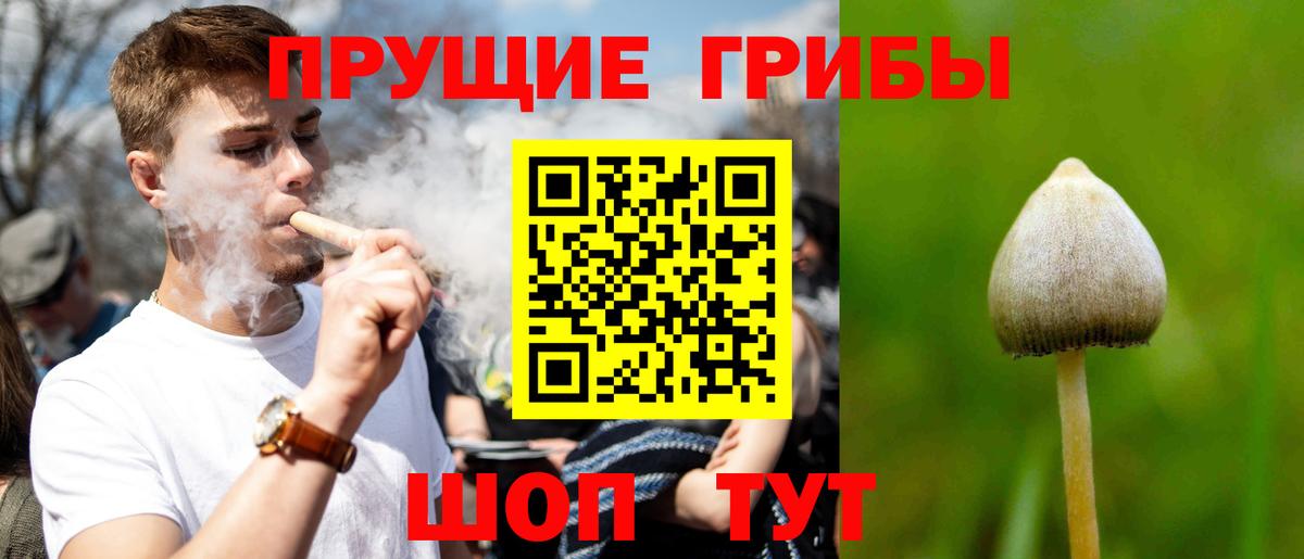 Георгиевск  Псилоцибиновые грибы Psilocybe  Вход с VPN 